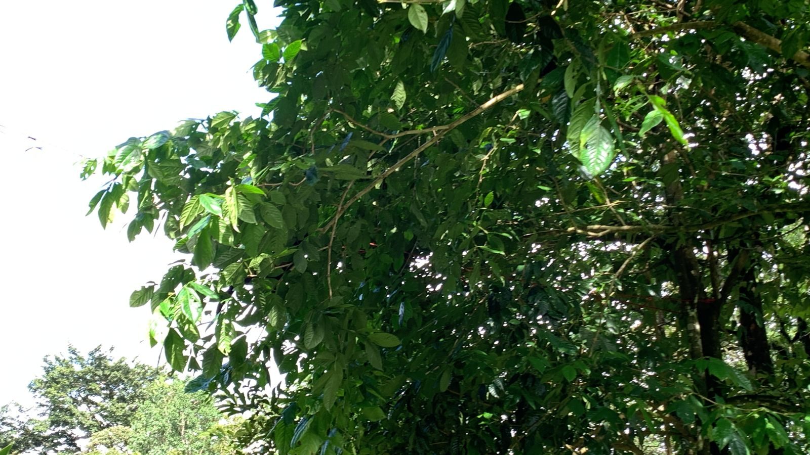 Costa Rica — Family Christmas — family travel photo 20