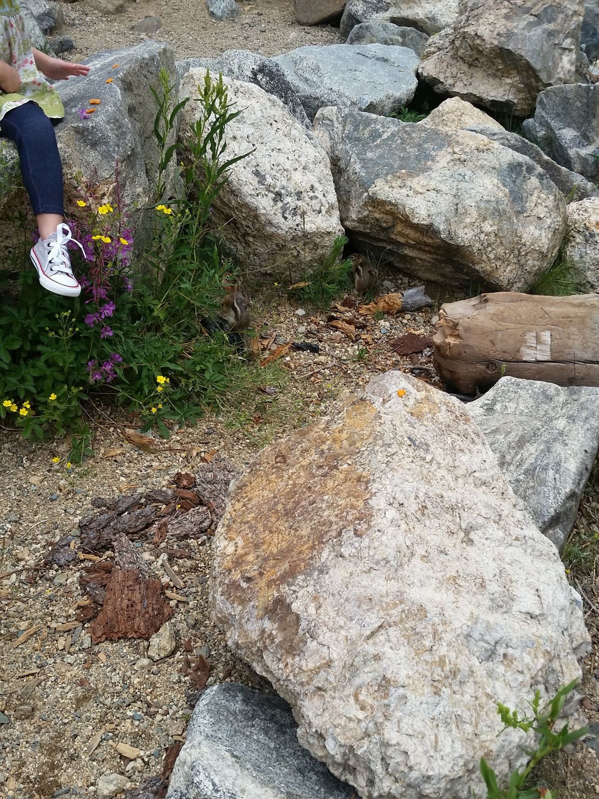 Wyoming & Colorado — family travel photo 5